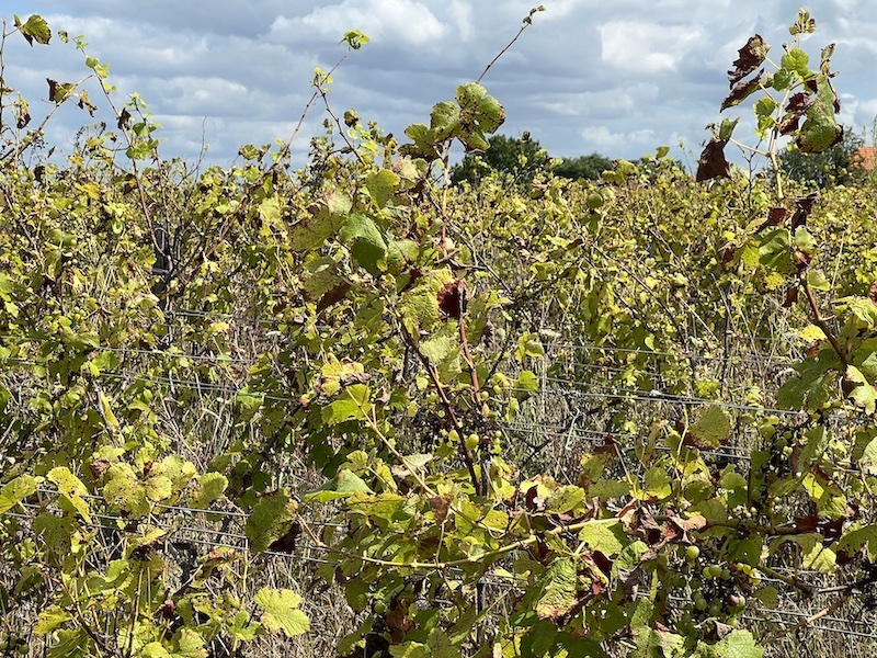 Mildiou bordeaux blancs rouges vins 2023 vignes champignons recolte maladies