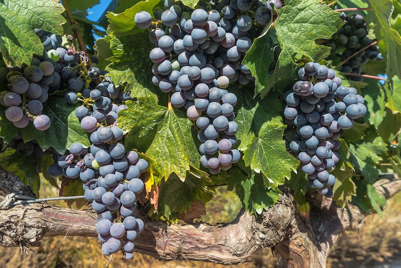 Nouveaux cepages dans bordelais vins rechauffement climatique autorisés 