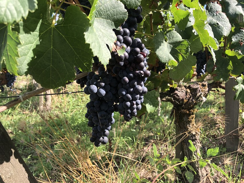 Vins de bordeaux vendanges 2020 précoces - itinéraires vignobles
