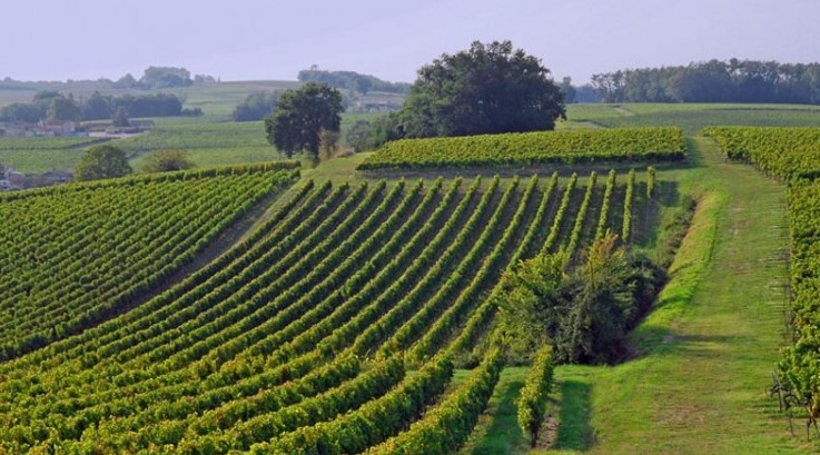festibalades 2021 vignoble des Cotes de Bourg visite vignoble bordeaux