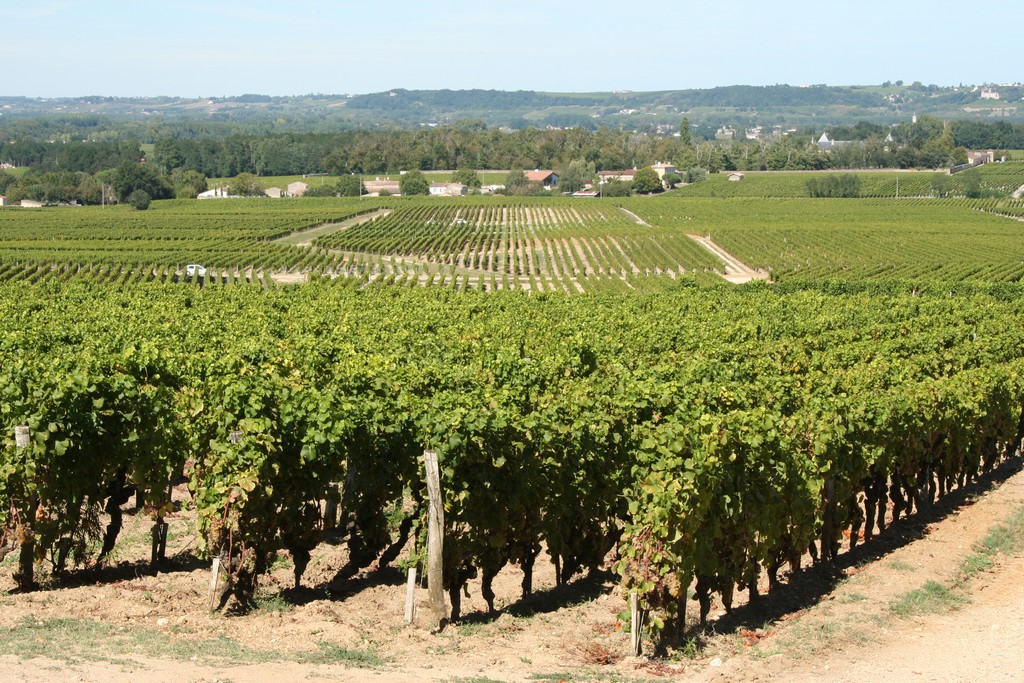 Overview of vineyards of Château dYquem Sauternes
