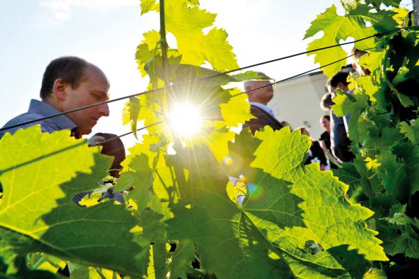 Bordeaux accueille le Concours Mondial du Sauvignon