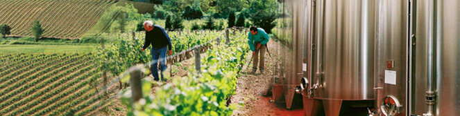 Formation secteur viti-vinicole