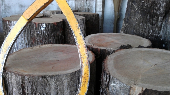 Des marqueurs génétiques pour garantir la traçabilité des bois de chêne de tonnellerie
