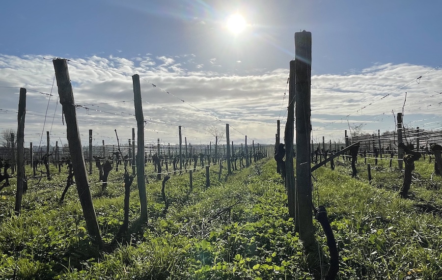 vins de Bordeaux arrachage pour sortir de la crise 